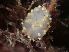 Eubranchus tricolor