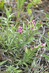 Castilleja rubra