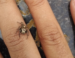 Salticinae