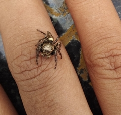 Salticinae