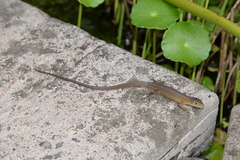Takydromus tachydromoides