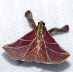 Pachypodistes goeldii