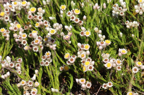 Image of Achyranthemum striatum by no rights reserved