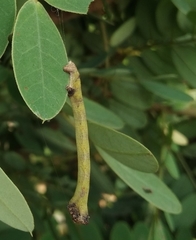 Lepidoptera