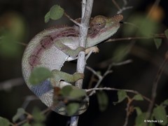 Furcifer antimena