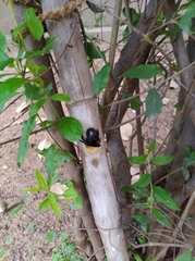Xylocopa
