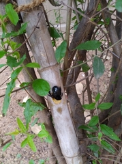 Xylocopa