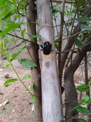 Xylocopa