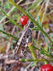 Calliptamus barbarus