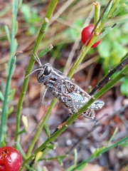 Calliptamus barbarus