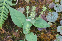 Strobilanthes lamiifolia
