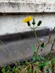 Sonchus oleraceus