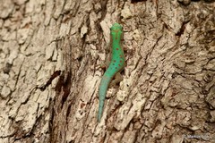 Phelsuma