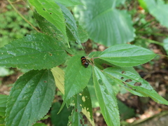 Okiscarta uchidae
