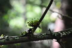 Orthotrichum columbicum