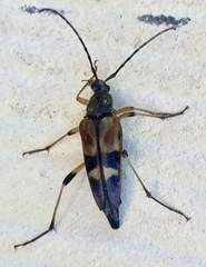 Etorofus obliteratus