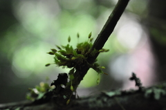 Orthotrichum columbicum