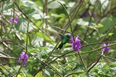 Chlorostilbon assimilis