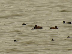 Netta erythrophthalma