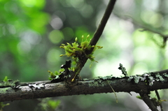 Orthotrichum columbicum