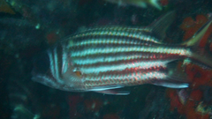 Sargocentron rubrum