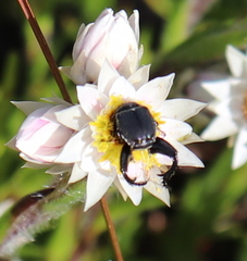 Mauromecistoplia