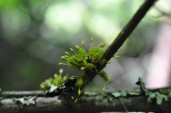 Orthotrichum columbicum