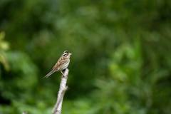 Emberiza chrysophrys