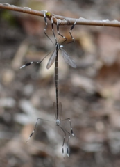 Bittacomorpha clavipes