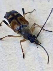 Etorofus obliteratus