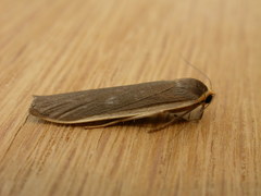 Palaeosia