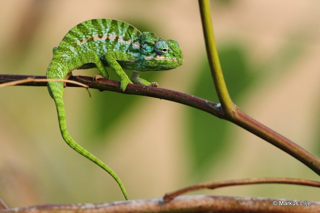 Southern Carpet Chameleon