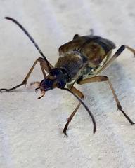 Etorofus obliteratus