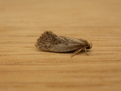Oecophorinae