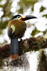 Andigena laminirostris