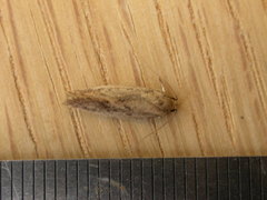 Oecophorinae