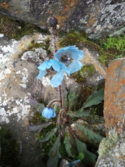 Meconopsis horridula