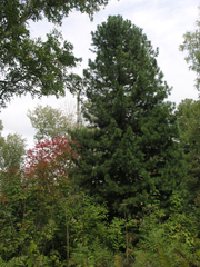 Sibirische Zirbelkiefer (Pinus sibirica): Herkunft und Verwendung — Foto 3