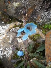 Meconopsis horridula