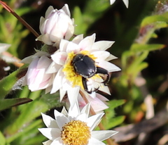 Mauromecistoplia