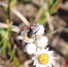 Mauromecistoplia