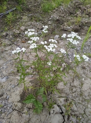 Achillea alpina camtschatica