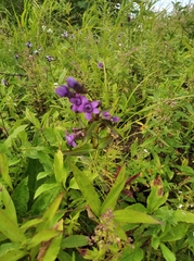 Gentianella auriculata