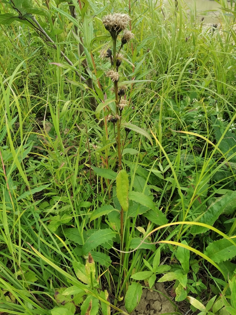 Saussurea oxyodonta