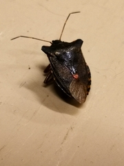 Pentatoma rufipes