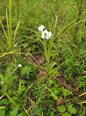 Achillea alpina camtschatica