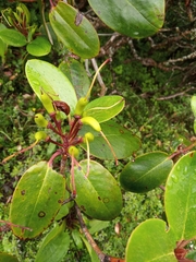 Rhododendron campanulatum
