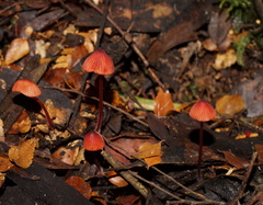 Mycena toyerlaricola