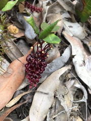 Grevillea laurifolia