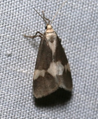 Cisthene faustinula